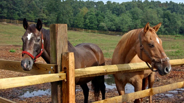 Horses in New Jersey