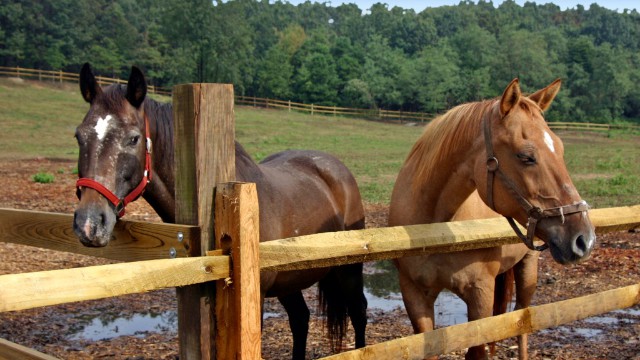 Horses in New Jersey