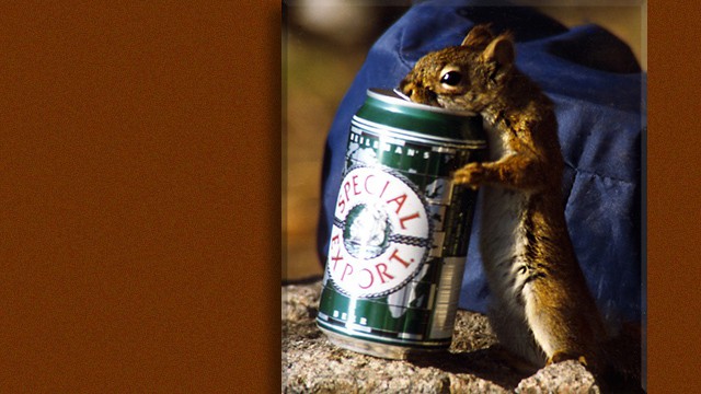 squirel & beer