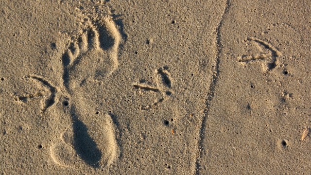 footprints